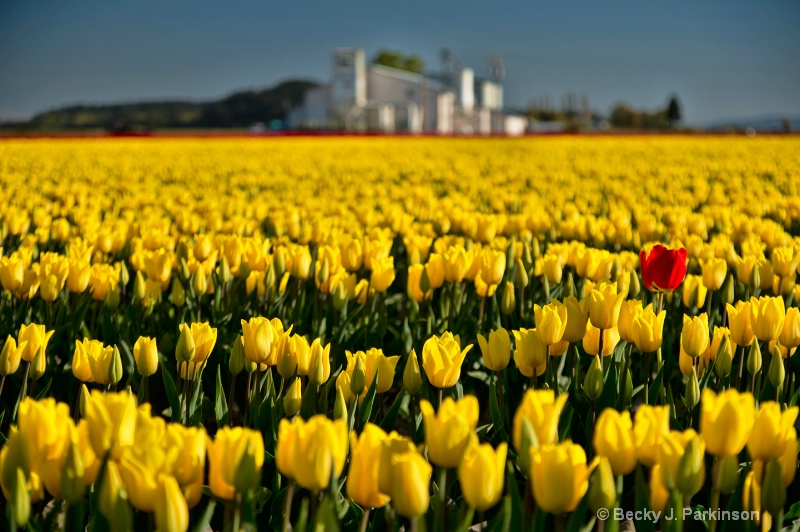 Skagit Valley Tulip Festival