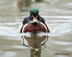 Wood Duck