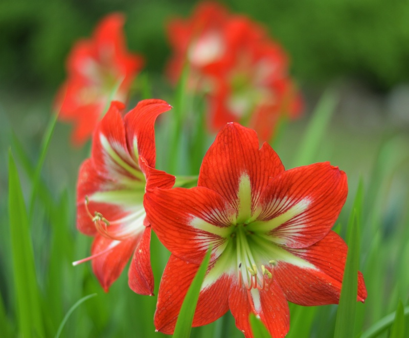 Amaryllis.  The beauty of Spring