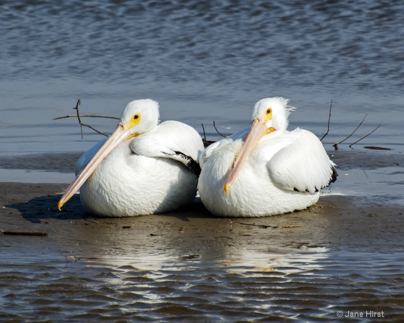 White Pelican's
