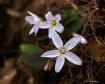 Spring Wild Flowe...