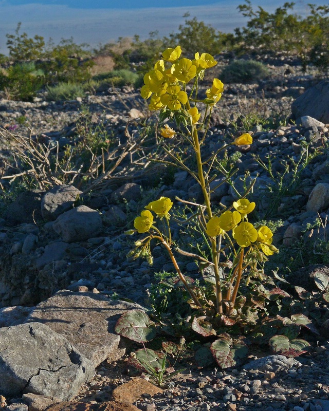 Death Valley Wildflower - Yellowcups