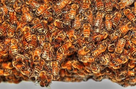 Buzzing Bees