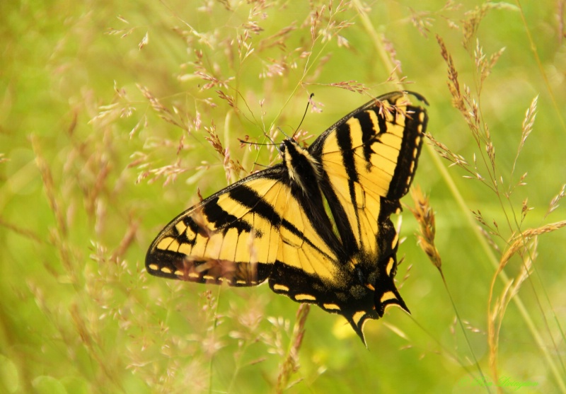 Yellow Swallowtail