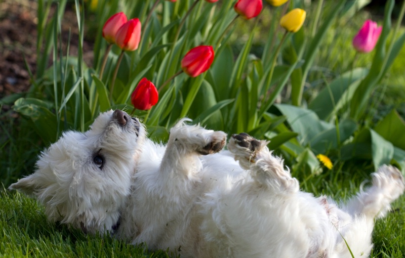 Dog and Tulips