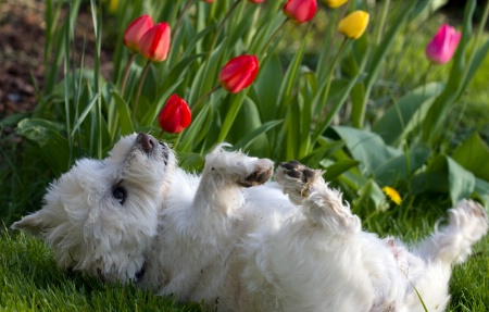 Dog and Tulips
