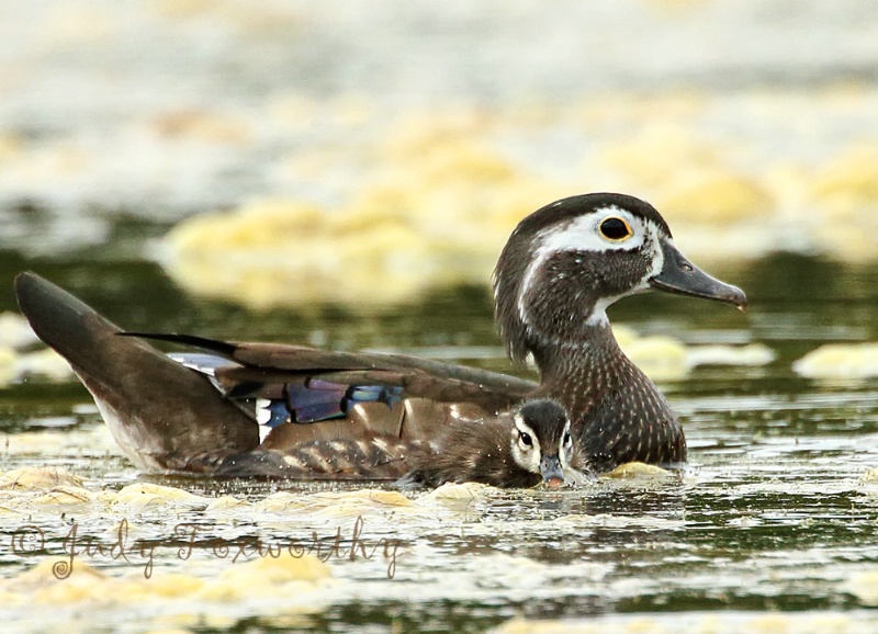 Wood Duck Mom With Baby