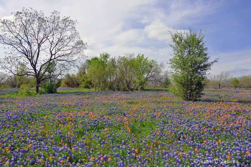 Fiel of Bluebonnets