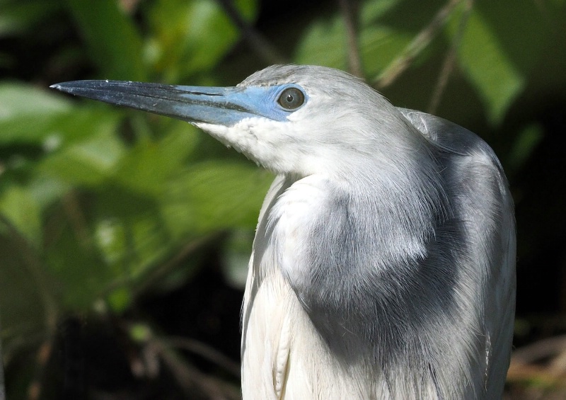 Immature Little Blue Heron