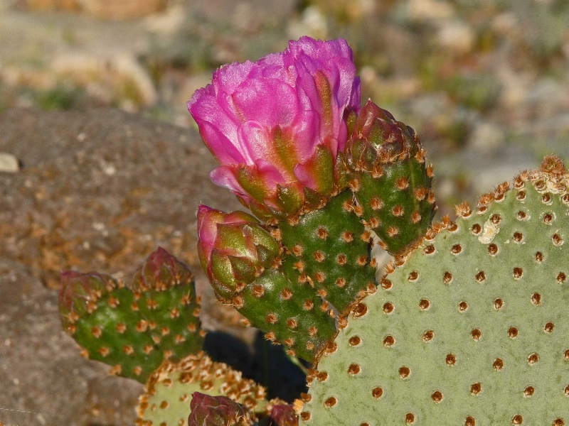Death Valley Wildflower -Beavertail Cactus