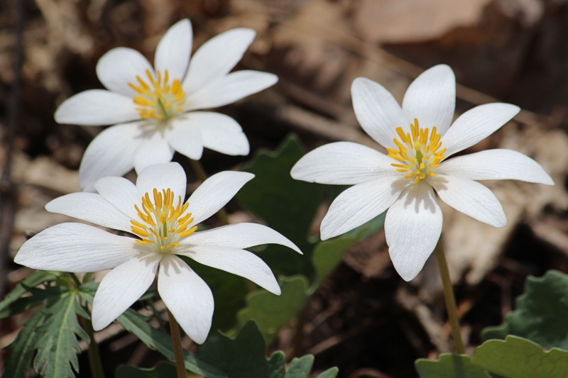 Bloodroot - ID: 14444791 © Tammy M. Anderson