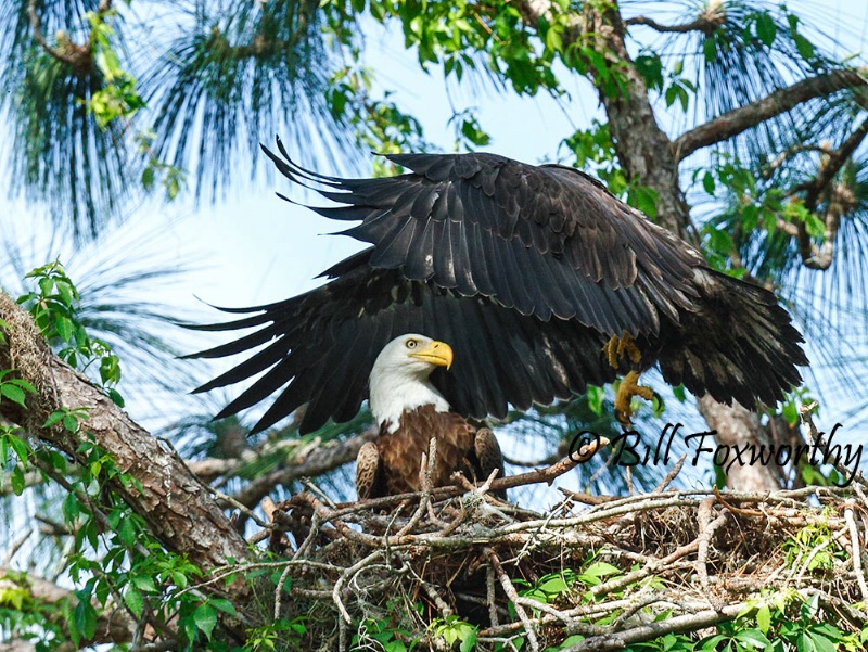 Juvenile Eagle Jumping over Mom