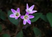Spring Beauties