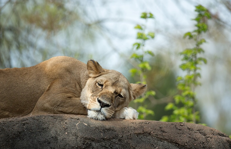 Resting Momma