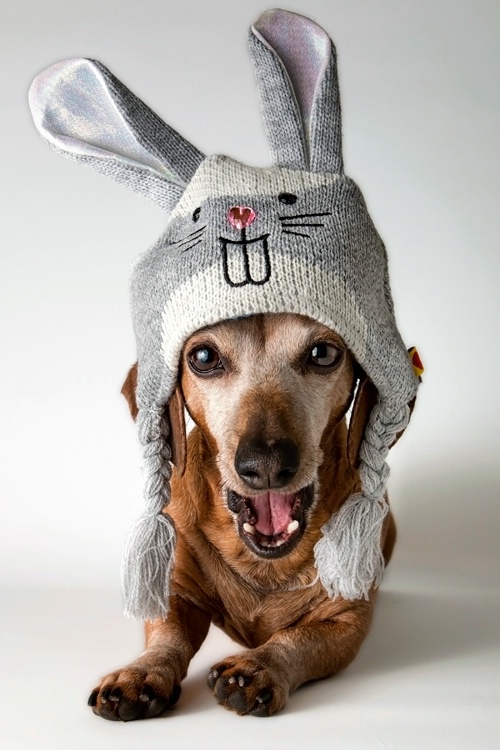 Unhappy Easter Dog