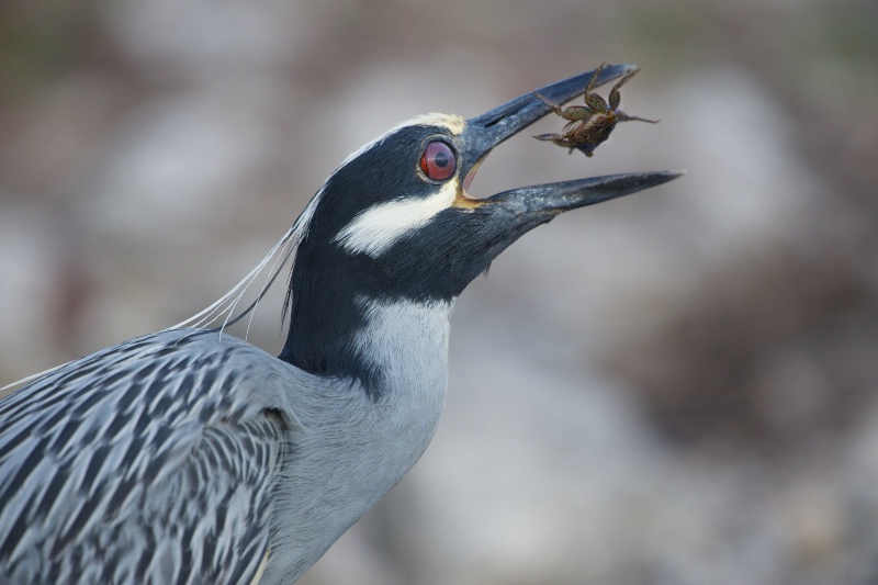 Yellow Crowned Night Heron and Crab