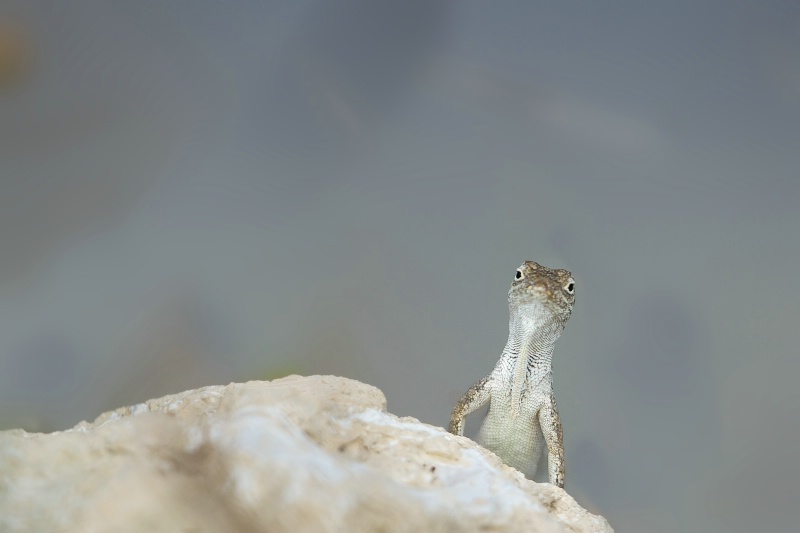 My New Friend the Gecko - ID: 14445215 © Kitty R. Kono