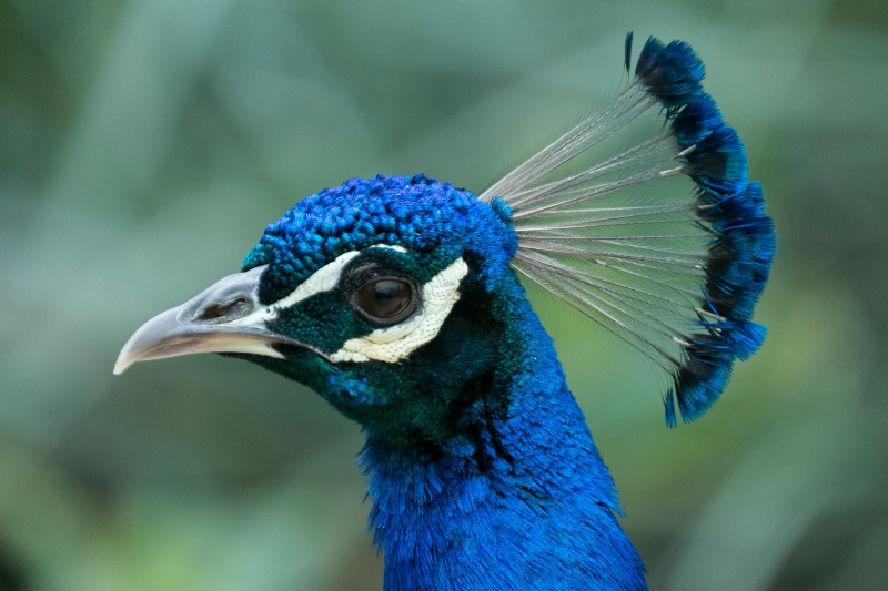 Peacock head