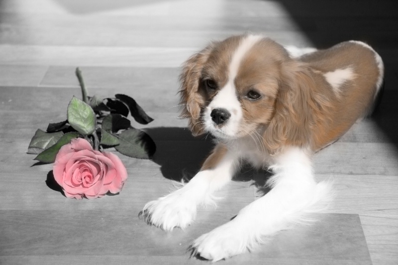 Puppy and Pink Rose