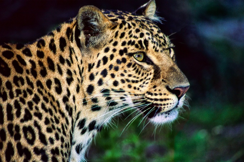 Profile of A Leopard