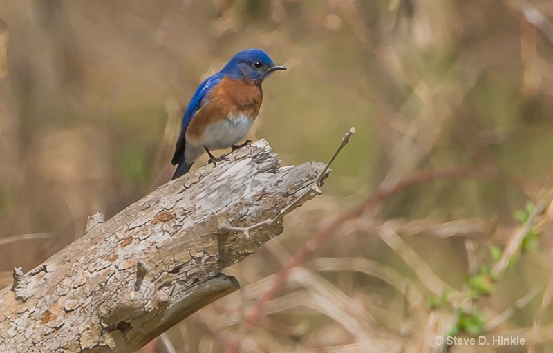 A BlueBird In Spring