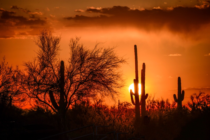 Desert Sunset