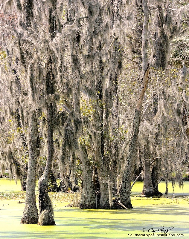 Cypress Swamp  - ID: 14446176 © Carol Eade