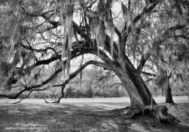 Mighty Oak at Middleton 