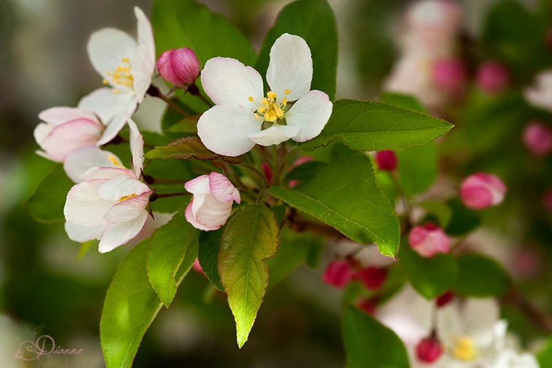 Flowering Crabapple