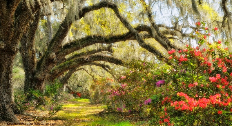 Magnolia Gardens Oak Lane - ID: 14446199 © Carol Eade