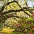 2Magnolia Gardens Oak Lane - ID: 14446199 © Carol Eade