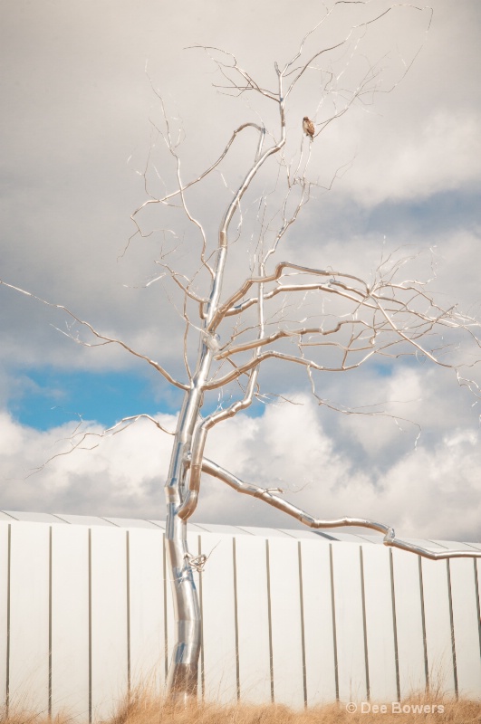  Hawk in a Silver Tree