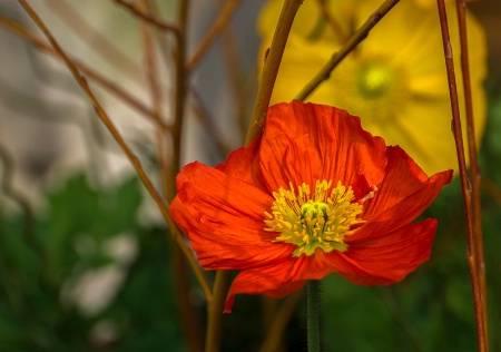 Spring Poppy