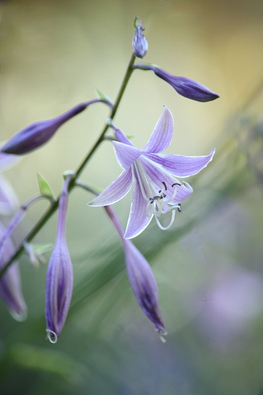 Hosta flowers