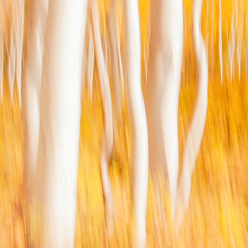 Aspen Abstract II