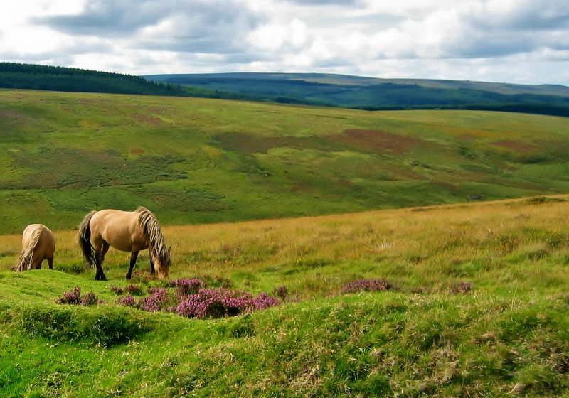 Dartmoor rev.