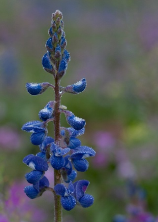 Misty Blue