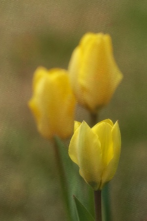 tulip trio