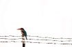 Bird on a wire 