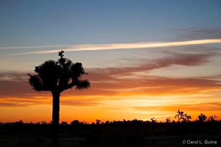 Desert Daybreak