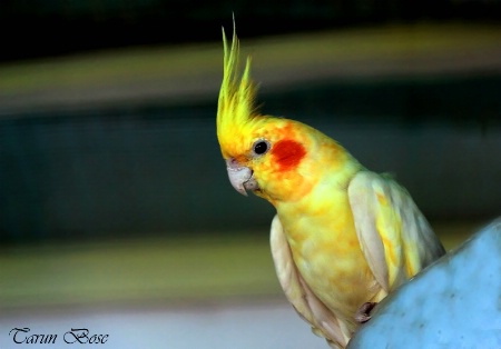 Colourful Bird.
