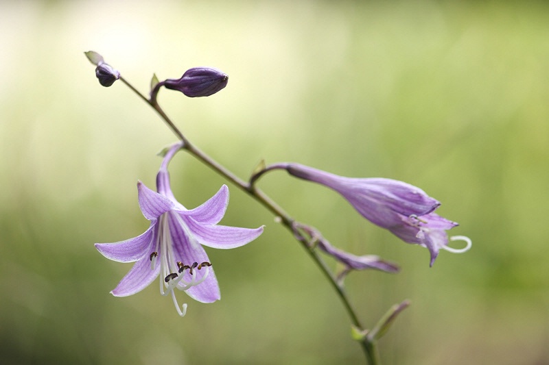 Hosta flowers #2