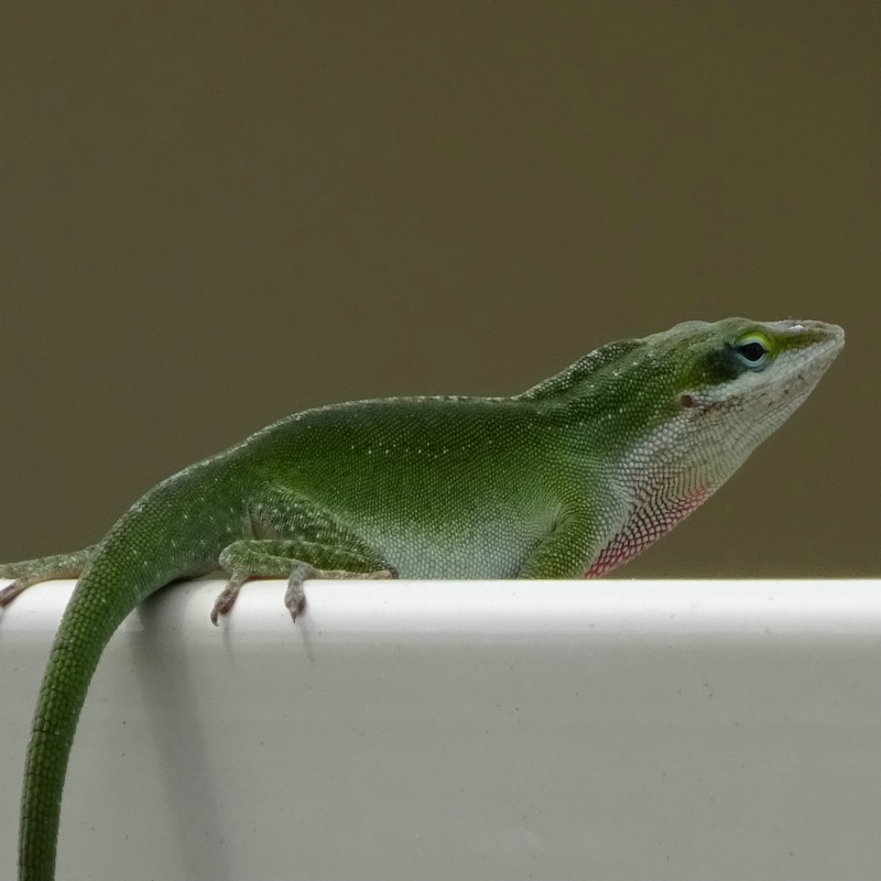 Lizard hanging out