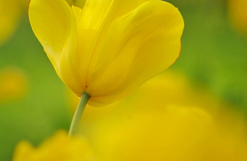 Yellow Tulip