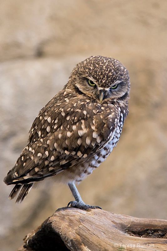 Burrowing Owl