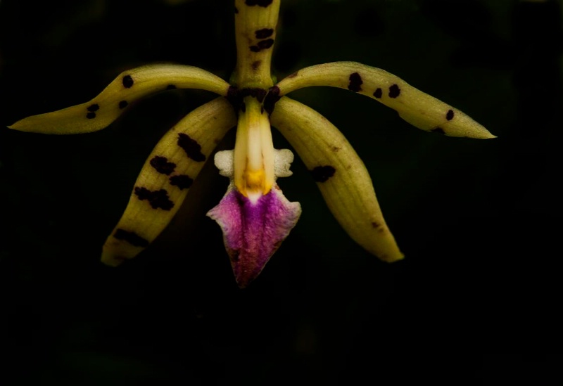 Orchid - ID: 14447608 © Gloria Matyszyk