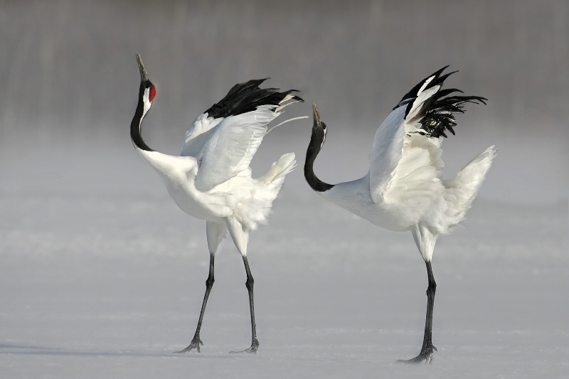 Dance of the Red Crowned Cranes