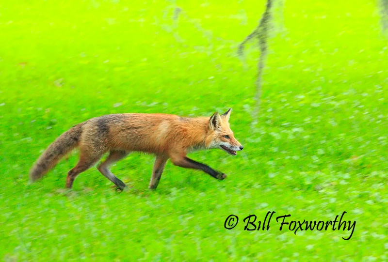 Florida Wild Fox