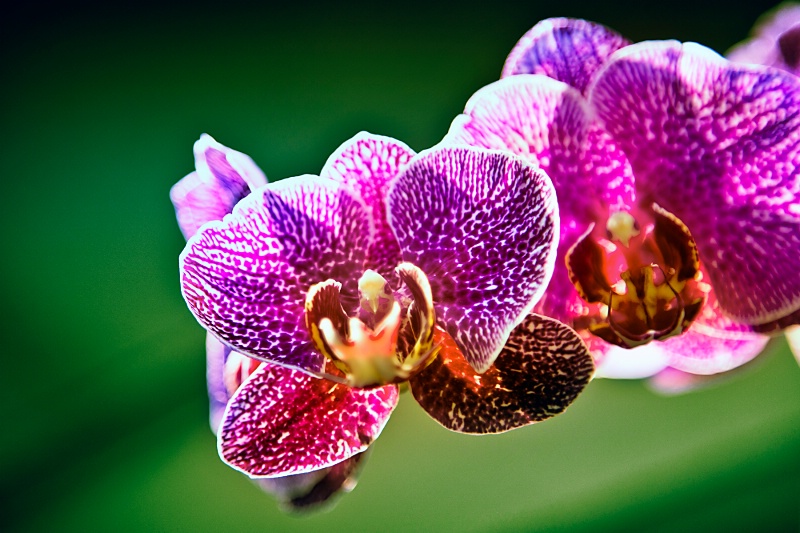 Royal Purple Orchid