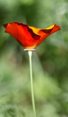 Red California Poppy
